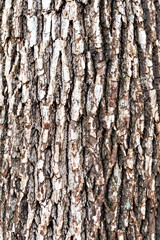 Close-up of bark in Japan