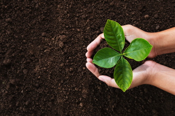 hand holding young plant on soil background. eco concept