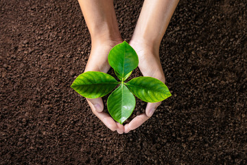 hand holding young plant on soil background. eco concept