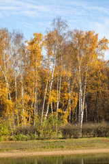 Autumn park vertical landscape with lake shore and tall trees. Birch with yellow leaves against the blue sky. Fall season forest scene.