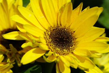 Close up of beautiful flower with nature background. The image contain certain grain or noise and soft focus.