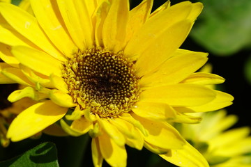 Close up of beautiful flower with nature background. The image contain certain grain or noise and soft focus.