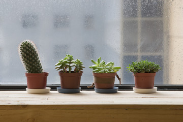 Four cactuses in brown small flower pots on a raining day