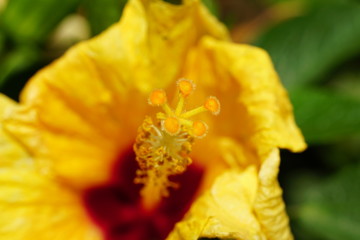 Close up of beautiful flower with nature background. The image contain certain grain or noise and soft focus.