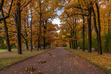 Golden autumn in Catherine Park, Pushkin, St. Petersburg, Russia.