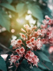 Pink blooms on branch of red horse chestnut in garden, sunshine warm effect. Botanical nature concept. Blurry wallpaper with flowers. Spring template, vivid amazing artistic image, copy space