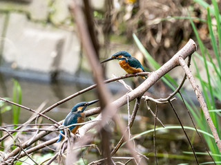 common kingfishers on fallen branch in Japan 4