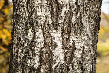Giant old Birch tree trunk bark texture pattern macro view. Selective focus.