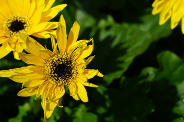 Close up of beautiful flower with nature background. The image contain certain grain or noise and soft focus.