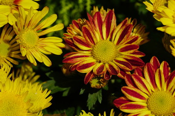 Close up of beautiful flower with nature background. The image contain certain grain or noise and soft focus.