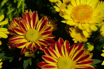 Close up of beautiful flower with nature background. The image contain certain grain or noise and soft focus.