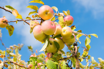 Abundant crop of apples. Apple tree branch with apples on blue sky. Apples grow in sunlight on tree. Apples in summer or autumn. Harvest season. Agriculture and farming. Organic and natural fruit