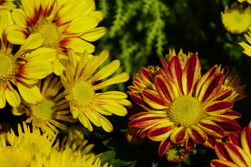 Close up of beautiful flower with nature background. The image contain certain grain or noise and soft focus.