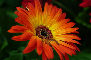 Close up of beautiful flower with nature background. The image contain certain grain or noise and soft focus.
