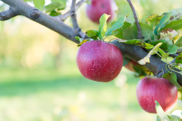Ripe beauty. Ripe apples dangle on tree. Red apples on branch. Ripe season for fruits. Harvest time. Ready to eat. Mellow and ripe