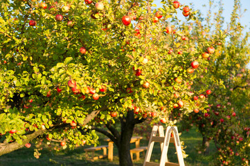 Apple tree on sunny day. Fruit tree garden. Ripe apples grow on tree. Fruit tree production. Apple garden or orchard. Apple cultivation and agriculture. Harvesting time. Harvest season. Fruit crop