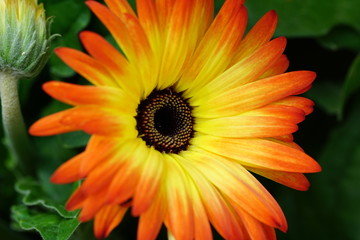 Close up of beautiful flower with nature background. The image contain certain grain or noise and soft focus.