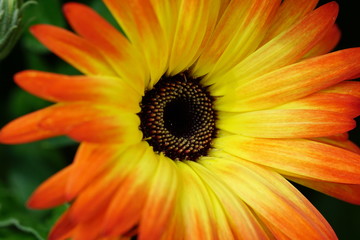 Close up of beautiful flower with nature background. The image contain certain grain or noise and soft focus.