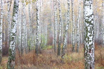 Fototapeta premium beautiful scene with birches in yellow autumn birch forest in october among other birches in birch grove