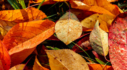 red autumn leaves fallen to the ground