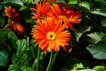 Close up of beautiful flower with nature background. The image contain certain grain or noise and soft focus.