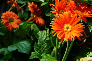 Close up of beautiful flower with nature background. The image contain certain grain or noise and soft focus.