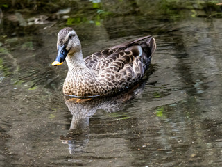 Eastern spot-billed duck in small Japanese river 2