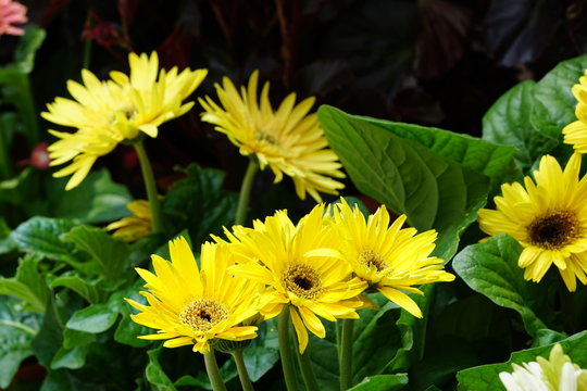 Close up of beautiful flower with nature background. The image contain certain grain or noise and soft focus.