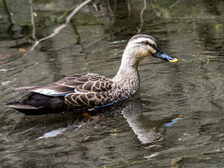 Eastern spot-billed duck in small Japanese river 1