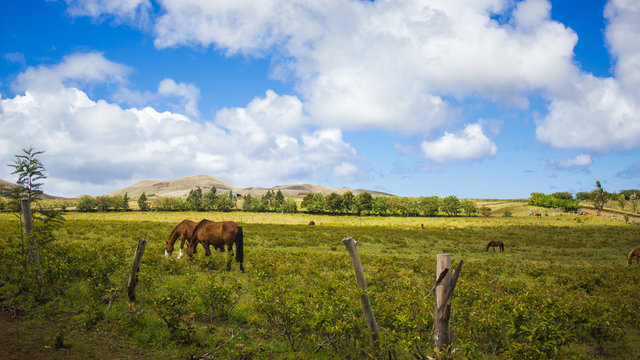 Horses Grazing in a Field on Rapa Nui, Easter Island