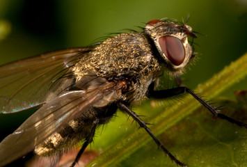 Macro shooting of insects. Out of town. Summer