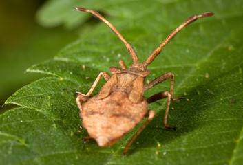 Macro shooting of insects. Out of town. Summer