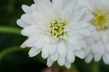 Close up of beautiful flower with nature background. The image contain certain grain or noise and soft focus.