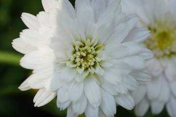 Close up of beautiful flower with nature background. The image contain certain grain or noise and soft focus.