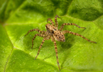 Macro shooting of insects. Out of town. Summer