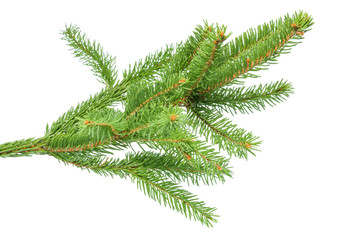 Small green spruce branch isolated on white background