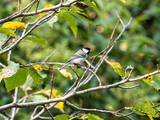Obraz premium Parus minor Japanese tit in a public forest 4