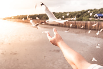 The background of the hand throughs the sunset and flying seagull at Bangpu Recreation Center, the gulf of Thailand