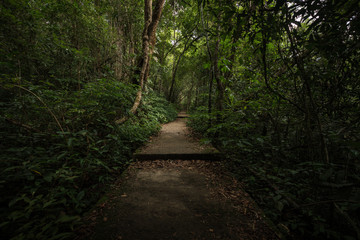 Forest path way