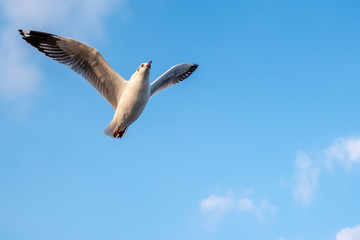 View of sea gull flying above blue sky for abstract background and texture concept with copy space