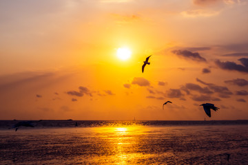The background of sunset with flying seagull at Bangpu Recreation Center, the gulf of Thailand