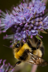 Macro shooting of insects. Out of town. Summer