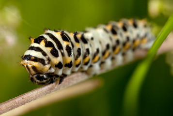 Macro shooting of insects. Out of town. Summer