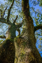 Obraz premium 森林