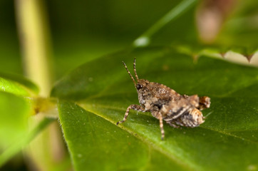 Macro shooting of insects. Out of town. Summer