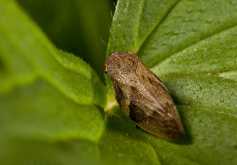 Macro shooting of insects. Out of town. Summer