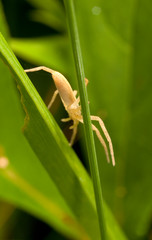 Macro shooting of insects. Out of town. Summer
