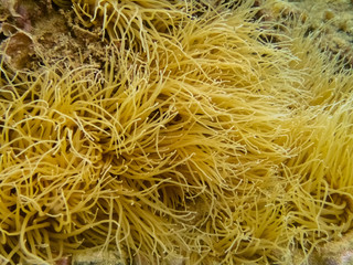 Snakelocks anemone or green sea anemone - Anemonia viridis in Mediterranean sea