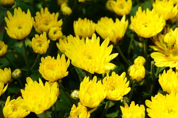 Close up of beautiful flower with nature background. The image contain certain grain or noise and soft focus.