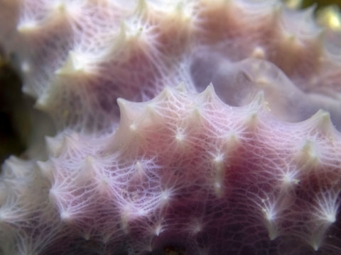 Close up of the Mediterranean Sponge, Pink fireplace sponge - Dysidea avara